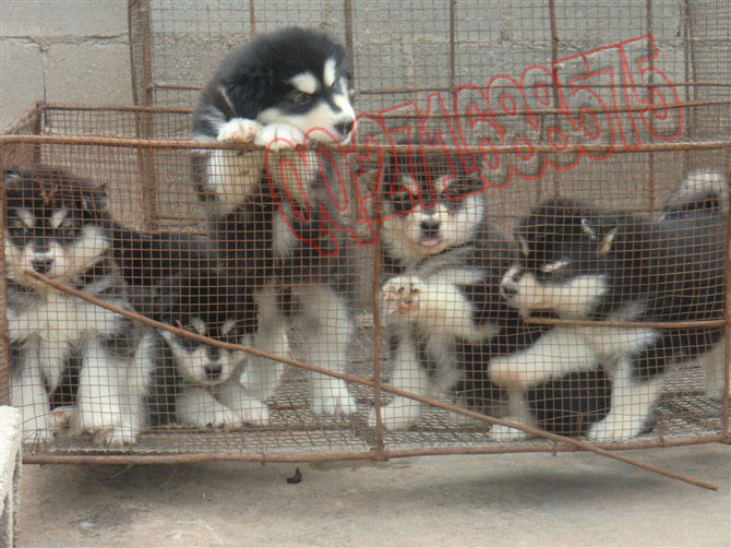 楚雄哪里卖宠物犬 楚雄哪里买狗好 楚雄哪里卖