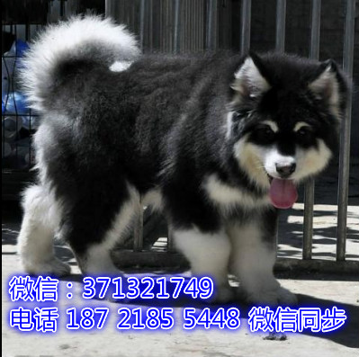 特价阿拉斯加出售纯种幼犬 专业繁殖专业发货 可上门看刎