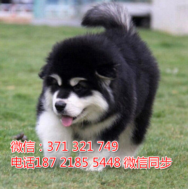 全国特惠阿拉斯加纯种幼犬 支持上门 支持空运汽运 包健康碳