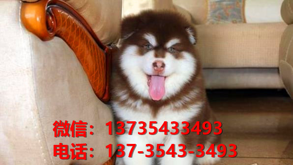 ?？诔栉锕饭啡嵩谀睦锫艄返胤?哪里有阿拉斯加犬领养狗市场在哪买狗