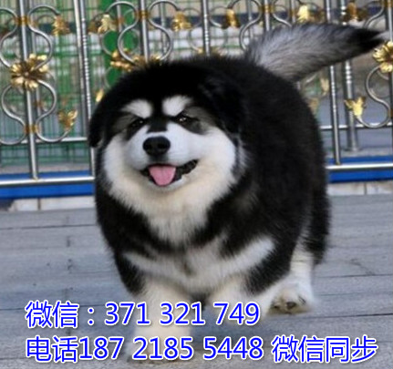 全国特惠阿拉斯加纯种幼犬 支持上门 支持空运汽运 包健康缴
