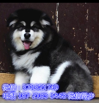 特价阿拉斯加出售纯种幼犬 专业繁殖专业发货 可上门看嗣