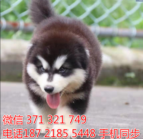 阿拉斯加幼犬出售纯种 狗场直销宠物 哪里有宠物狗狗崭