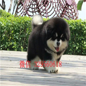  衡阳哪里出售十字脸大骨骼阿拉期加幼犬，纯种