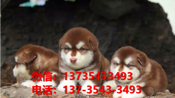 ?？诔栉锕饭啡嵩谀睦锫艄返胤?哪里有阿拉斯加犬领养狗市场在哪买狗