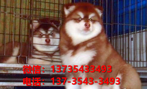 太原宠物狗狗犬舍在哪里卖狗地方 哪里有阿拉斯加犬领养狗市场在哪买狗