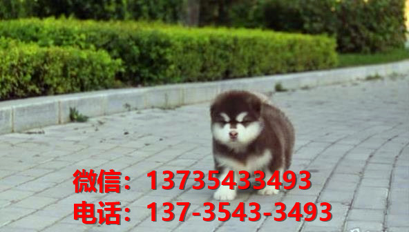 ?？诔栉锕饭啡嵩谀睦锫艄返胤?哪里有阿拉斯加犬领养狗市场在哪买狗