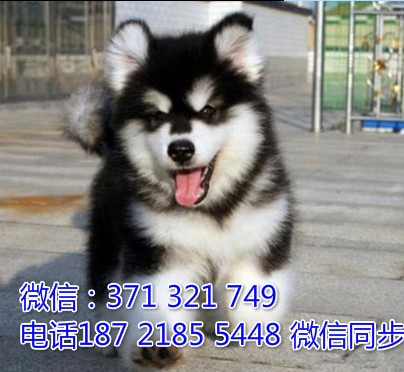 全国特惠阿拉斯加纯种幼犬 支持上门 支持空运