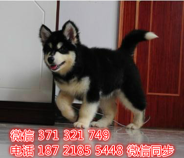 犬舍直销，哪里有宠物阿拉斯加，精品小型中型大型犬狗狗复