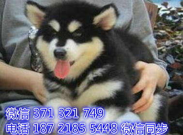 阿拉斯加宠物买卖 宠物市场 宠物狗狗图片宠物网窖