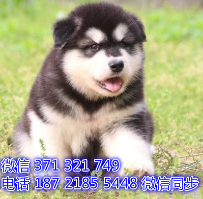 阿拉斯加出售 宠物狗狗  宠物市场 狗狗图片 