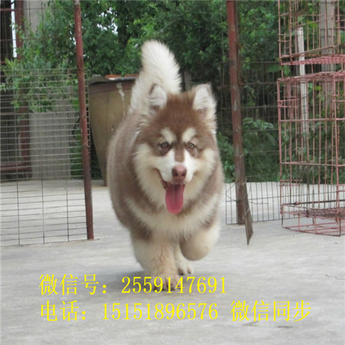 重庆纯种阿拉斯加价格 灰色阿拉斯加怎么卖的 