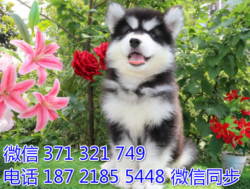 犬舍阿拉纯种幼犬出售 阿拉斯加雪橇犬精品狗场宠物狗沃