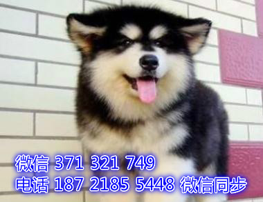 阿拉斯加宠物买卖 宠物市场 宠物狗狗图片宠物网飞