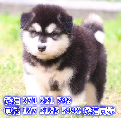 阿拉斯加出售 宠物狗狗  宠物市场 狗狗图片 买卖狗狗却