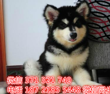 犬舍直销，哪里有宠物阿拉斯加，精品小型中型大型