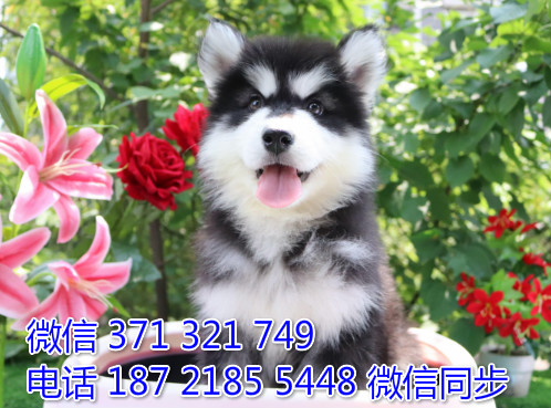 犬舍阿拉纯种幼犬出售 阿拉斯加雪橇犬精品狗场宠物狗沃