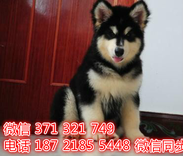 犬舍直销，哪里有宠物阿拉斯加，精品小型中型大型犬狗狗檀