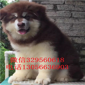  鄂尔多斯哪里有卖阿拉斯加巨型阿拉斯加多少钱黑色阿拉斯加阿拉斯加狗场