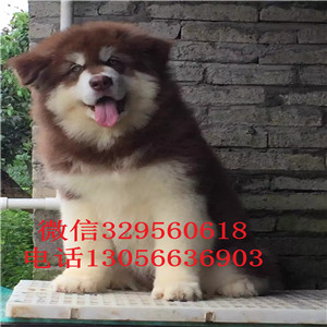  鄂尔多斯哪里有卖阿拉斯加巨型阿拉斯加多少