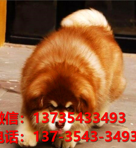 晋城宠物狗狗犬舍出售纯种阿拉斯加犬卖狗买狗