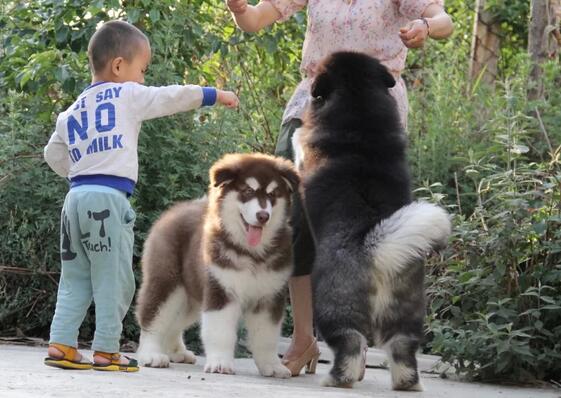 禄丰哪里有卖阿拉斯加狗场常年出售纯种阿拉斯