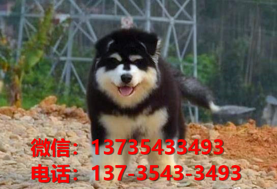 扬州宠物狗狗犬舍出售纯种阿拉斯加犬幼犬狗市场在哪里有卖狗买狗地方