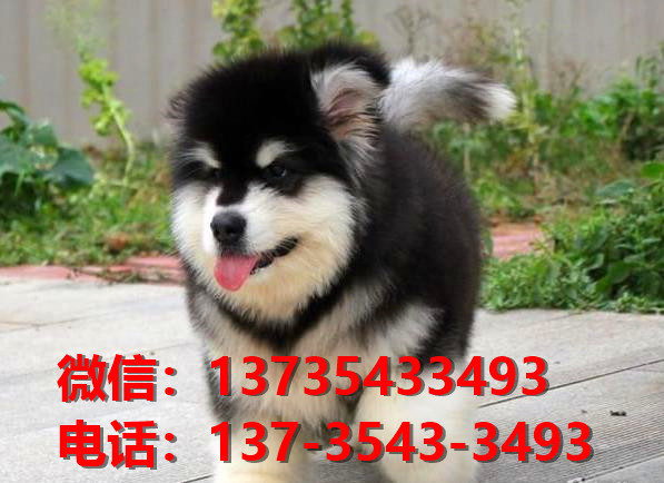 绍兴宠物狗狗犬舍出售纯种阿拉斯加幼犬狗市场
