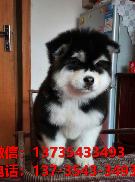 镇江宠物狗狗犬舍出售纯种阿拉斯加犬幼犬卖狗地方有狗市场买狗