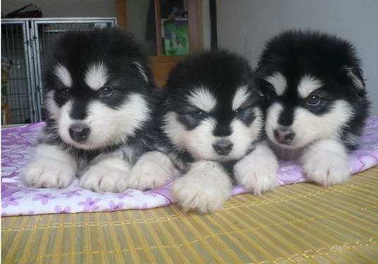 富宁县买阿拉斯加请进 狗场阿拉斯加幼犬出售