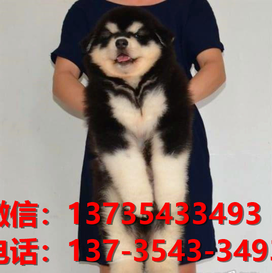 朔州宠物狗狗犬舍出售纯种阿拉斯加犬卖狗买狗