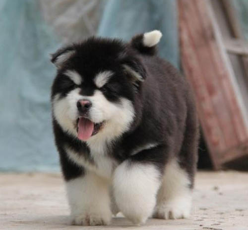 佛山本地哪里有实体狗场 南海区哪里买阿拉斯