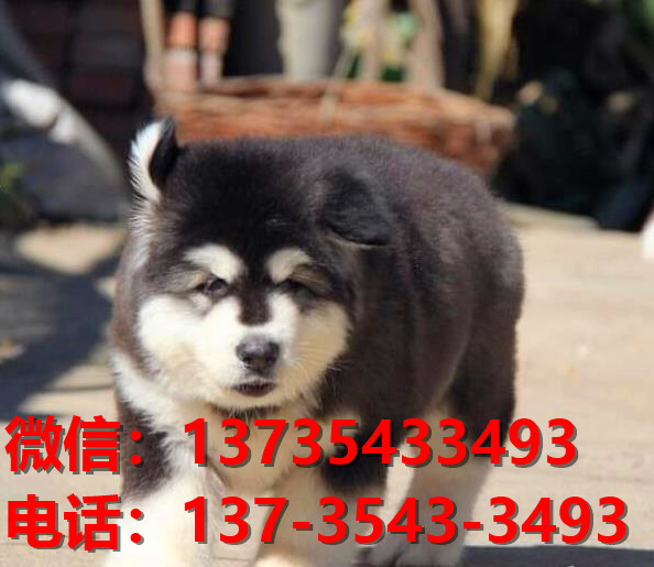 日照宠物狗犬舍出售纯种阿拉斯加犬网上卖狗买狗地方在哪有狗市场网站