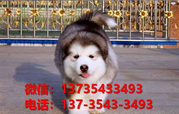黄山宠物狗狗犬舍出售纯种阿拉斯加幼犬卖狗买狗地方在哪里有狗市场