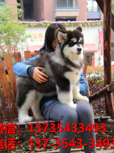 宜春宠物狗狗犬舍领养阿拉斯加网上哪有买狗卖狗网站在哪狗市场