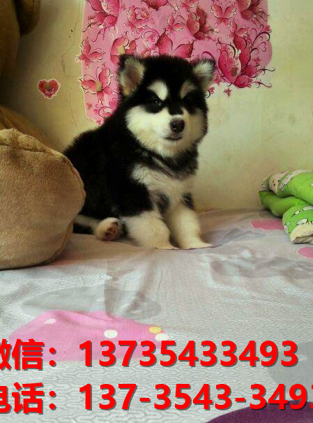 黄山宠物狗狗犬舍出售纯种阿拉斯加幼犬卖狗买狗地方在哪里有狗市场