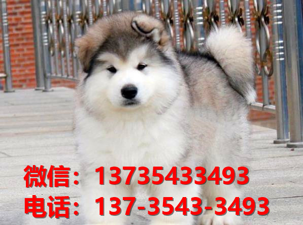 漳州宠物狗狗犬舍出售纯种阿拉斯加幼犬卖狗买
