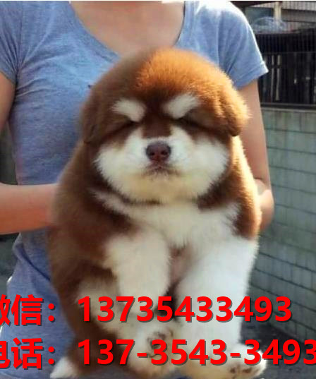 铜陵宠物狗狗犬舍出售纯种阿拉斯加幼犬卖狗买