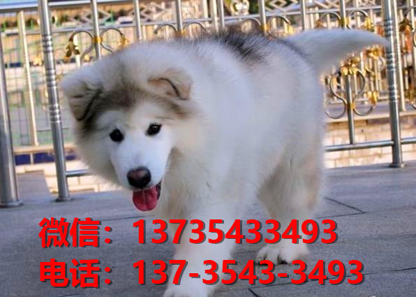 巢湖宠物狗狗犬舍出售纯种阿拉斯加幼犬卖狗地