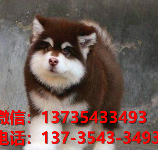 聊城宠物狗犬舍领养纯种阿拉斯加幼犬网上卖狗