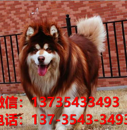 许昌宠物狗犬舍出售纯种阿拉斯加犬卖狗买狗地