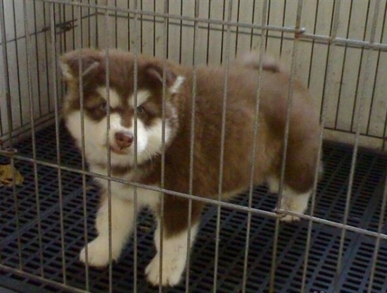 武定出售阿拉斯加幼犬武定买阿拉斯加小狗哪里