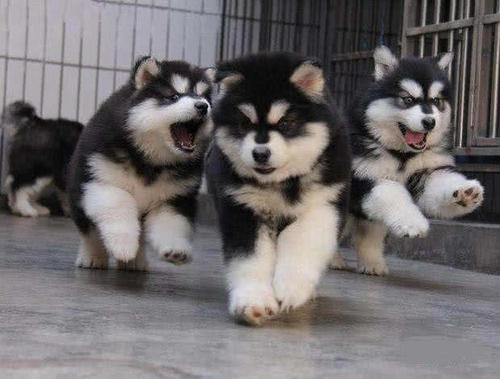 楚雄禄丰买卖阿拉斯加小狗楚雄州出售阿拉斯加