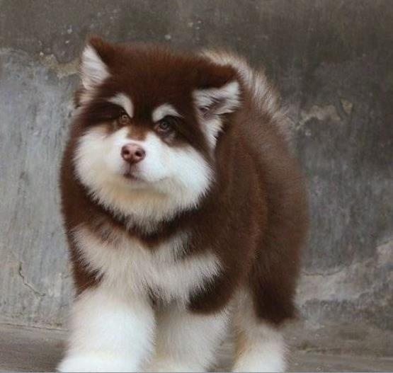 汕头宠物狗汕头犬舍出售纯种阿拉斯加犬卖狗买