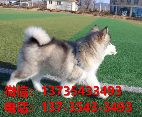 永州宠物狗犬舍出售纯种阿拉斯加犬网上买狗卖