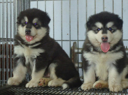 南华买阿拉斯加小狗哪里有卖南华出售阿拉斯加