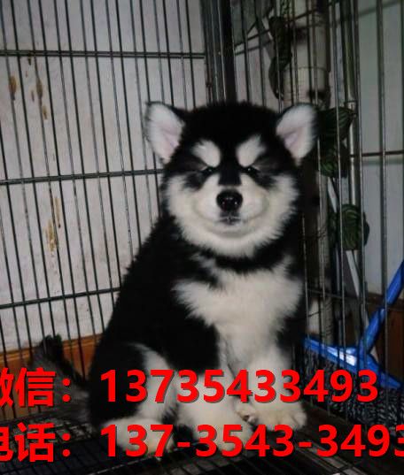 黄石宠物狗犬舍出售纯种阿拉斯加犬买狗卖狗网