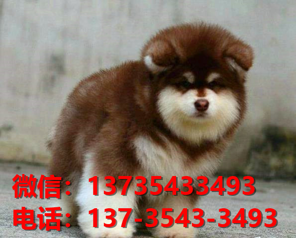 济源宠物狗犬舍出售纯种阿拉斯加犬卖狗买狗地方在哪有狗市场