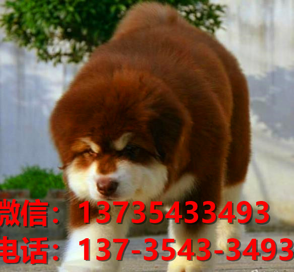 济源宠物狗犬舍出售纯种阿拉斯加犬卖狗买狗地