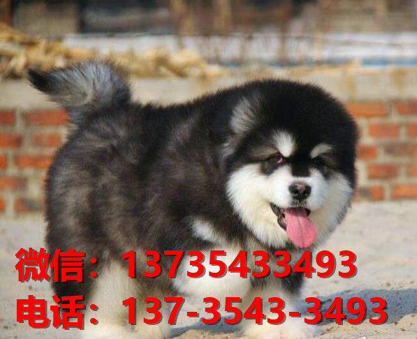 北海宠物狗犬舍出售纯种阿拉斯加犬网上卖狗买狗地方在哪有狗市场领养